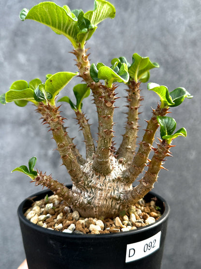 【現品限り】パキポディウム・ウィンゾリー 実生 大株【D92】 Pachypodium windsorii