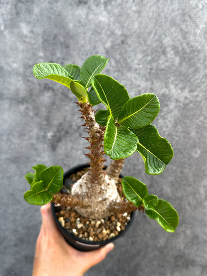 【現品限り】パキポディウム・ウィンゾリー 実生 大株【D93】 Pachypodium windsorii