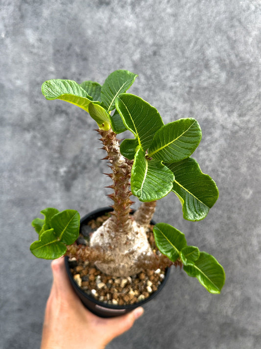 【現品限り】パキポディウム・ウィンゾリー 実生 大株【D93】 Pachypodium windsorii
