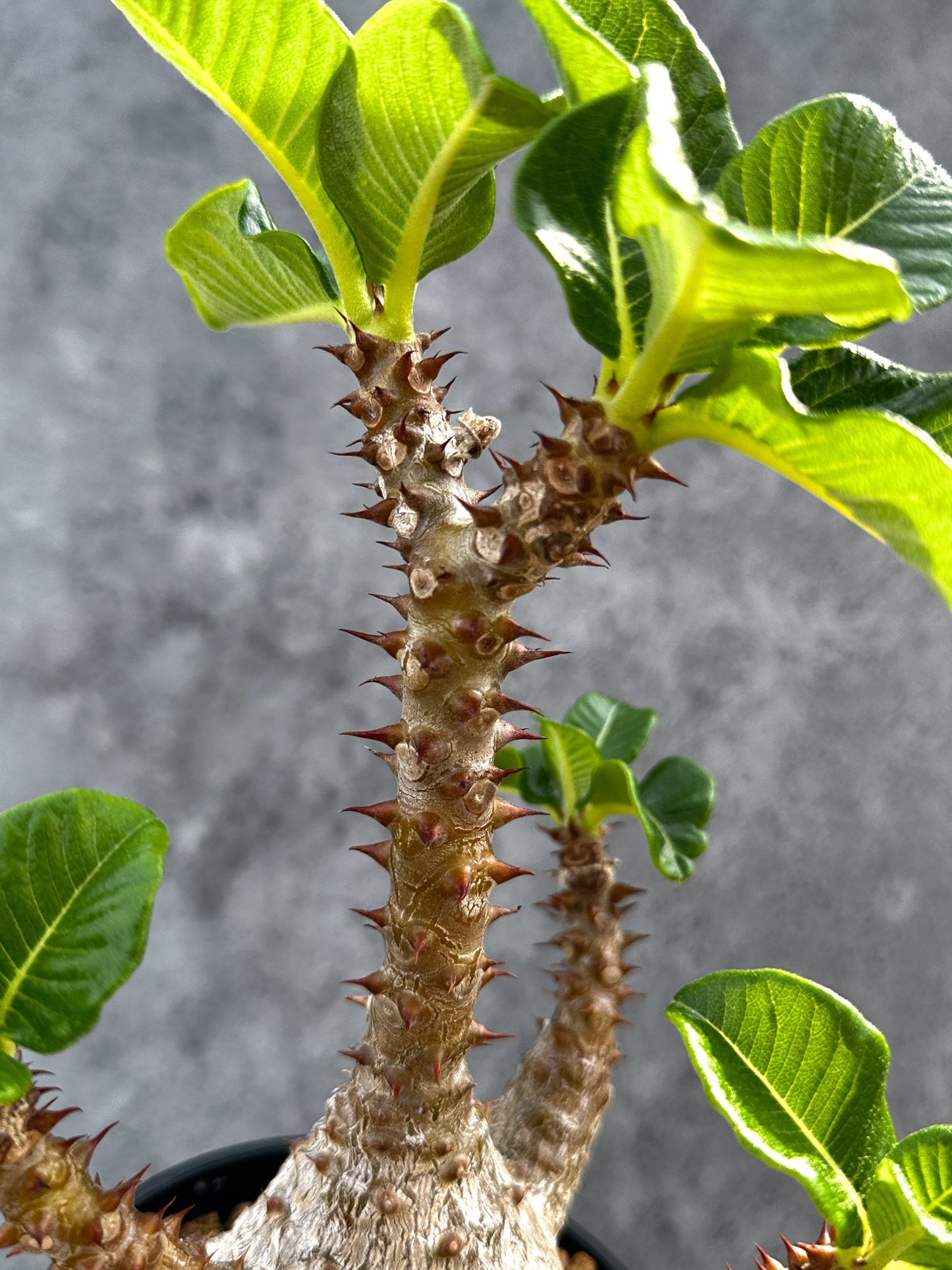 【現品限り】パキポディウム・ウィンゾリー 実生 大株【D93】 Pachypodium windsorii