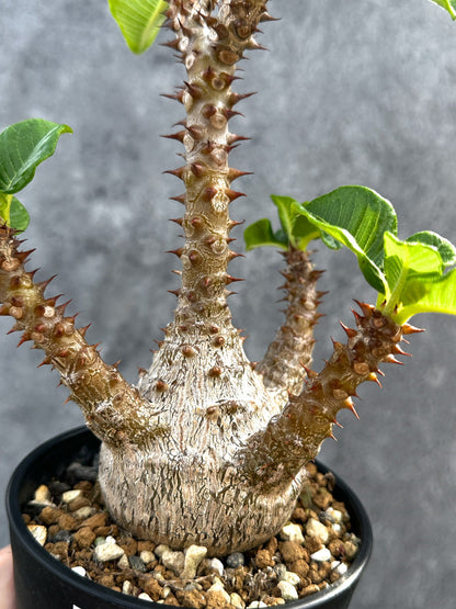 【現品限り】パキポディウム・ウィンゾリー 実生 大株【D93】 Pachypodium windsorii