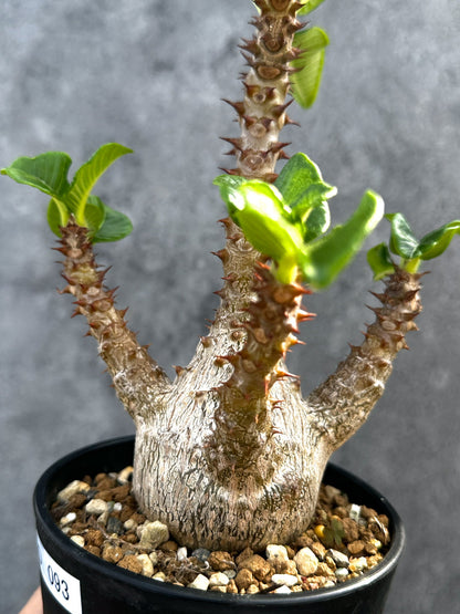 【現品限り】パキポディウム・ウィンゾリー 実生 大株【D93】 Pachypodium windsorii