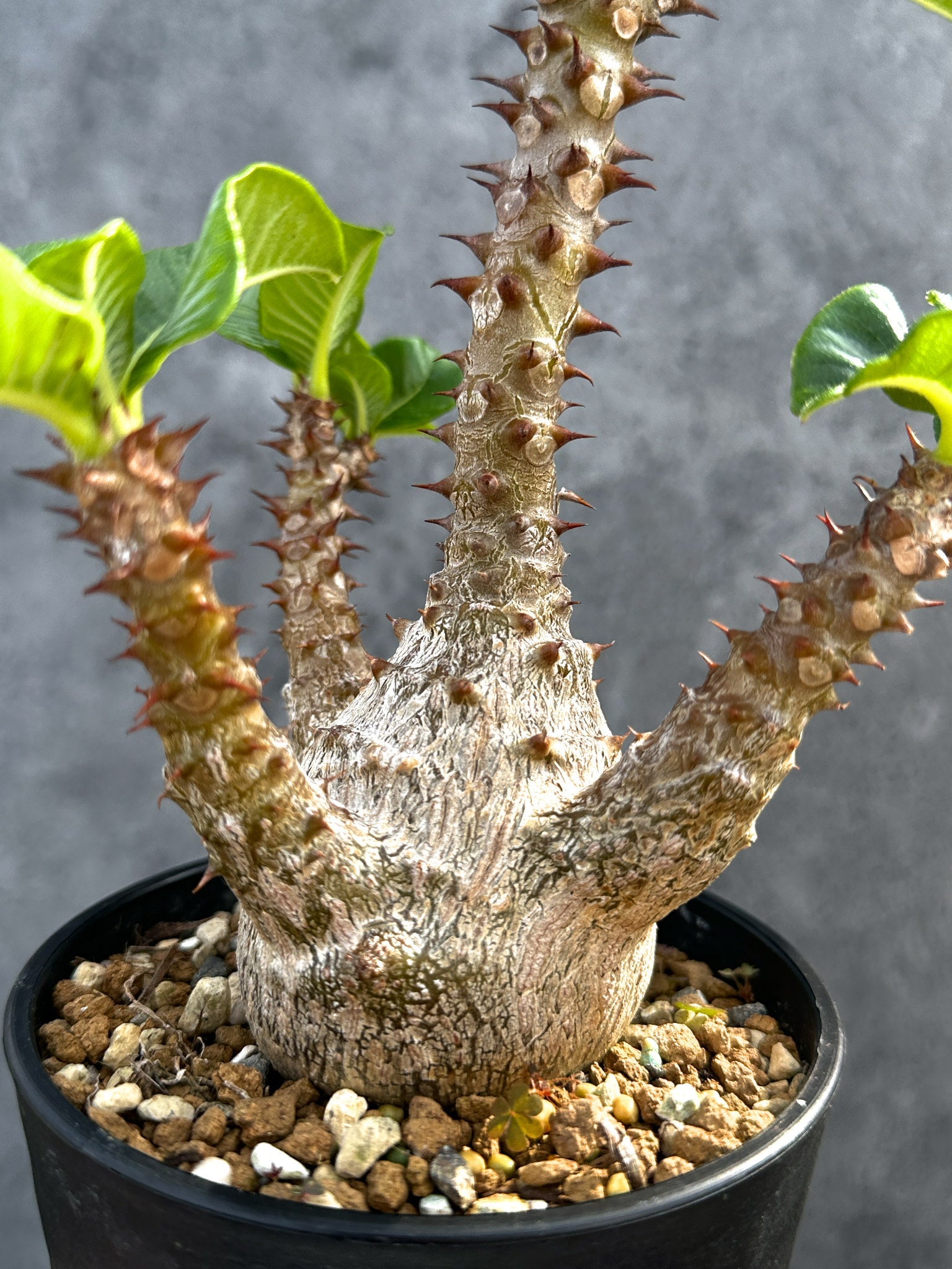 パキポディウム・ウィンゾリー 実生 大株【D93】 Pachypodium