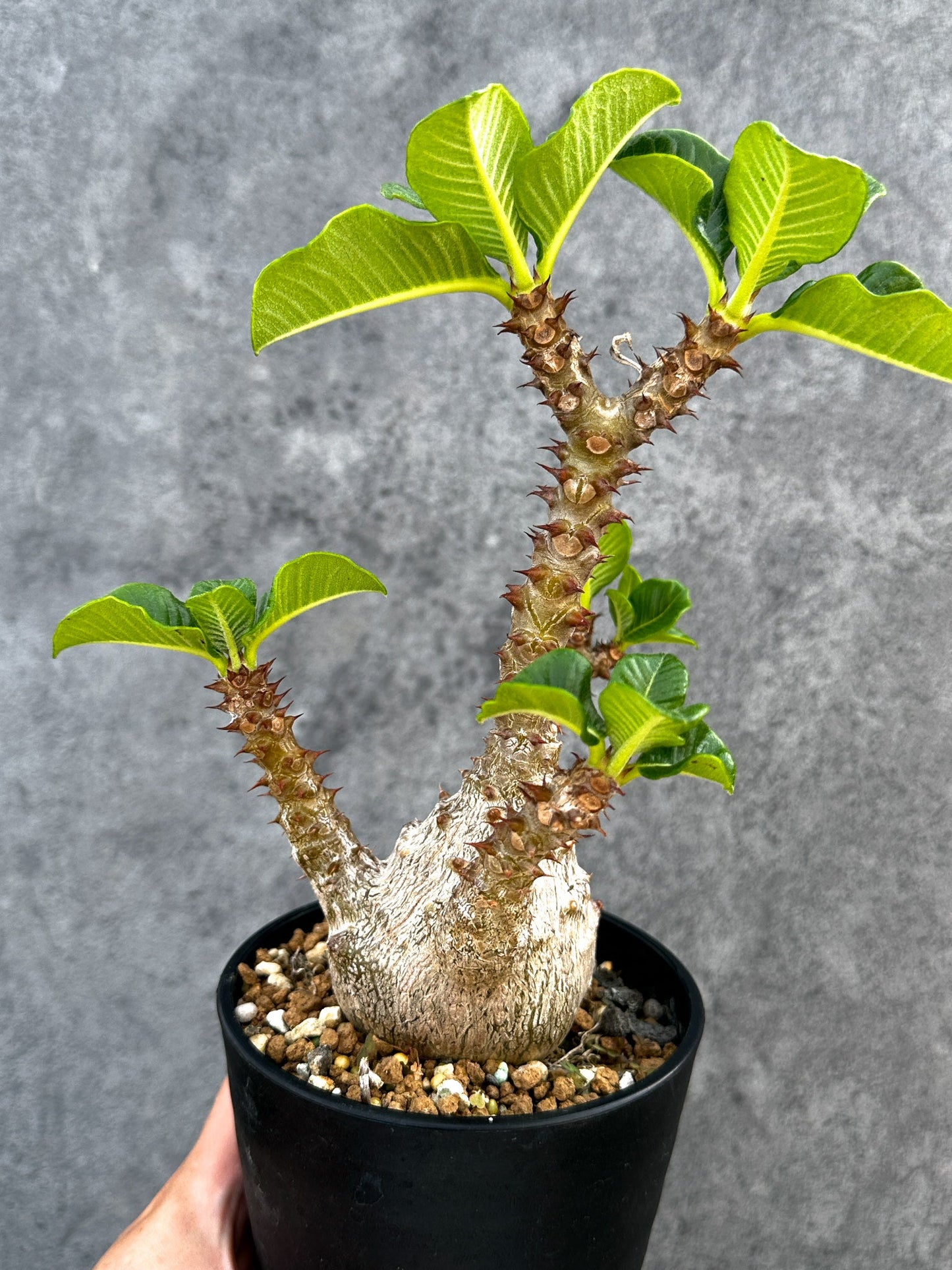 【現品限り】パキポディウム・ウィンゾリー 実生 大株【D93】 Pachypodium windsorii