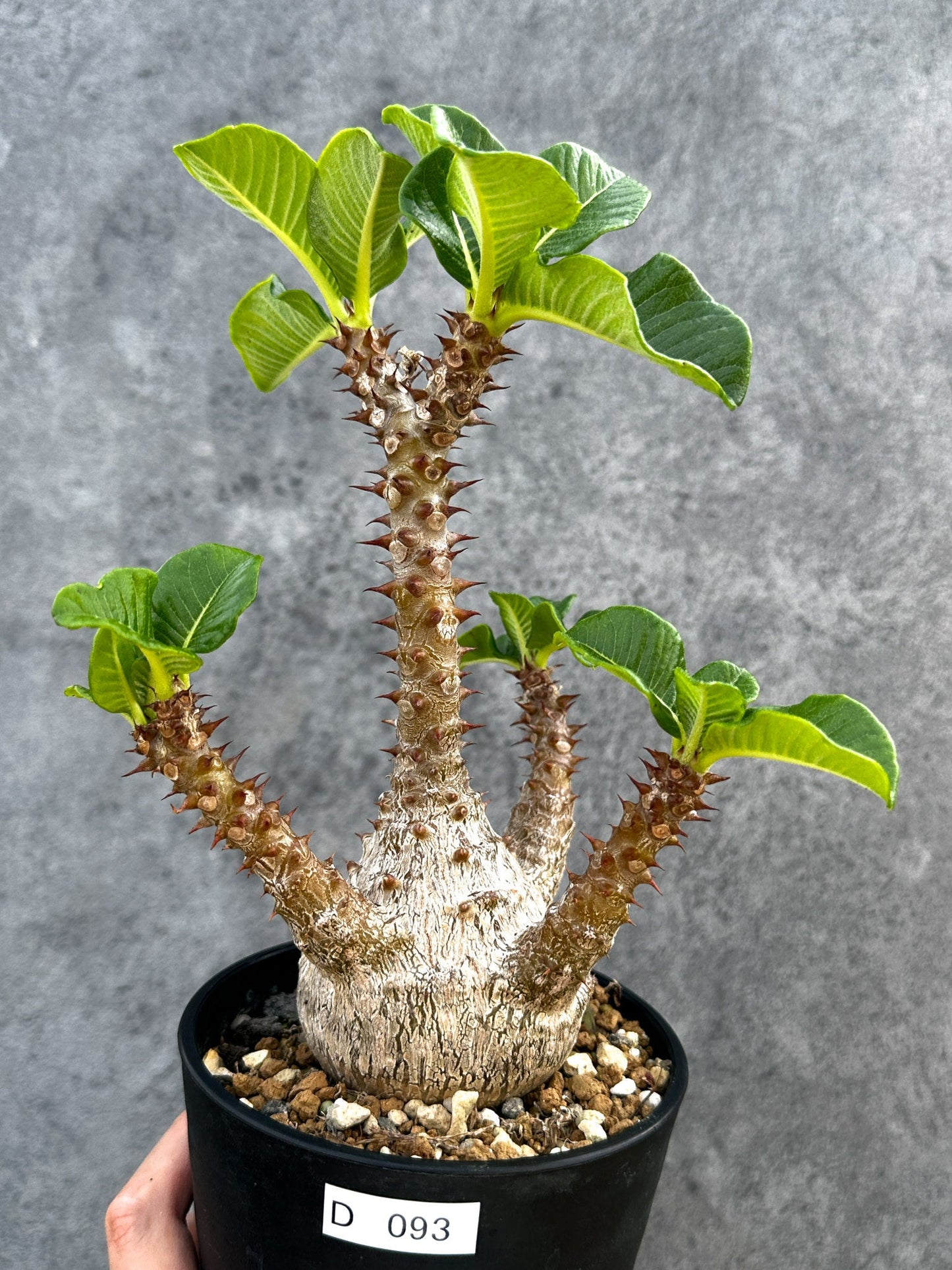 【現品限り】パキポディウム・ウィンゾリー 実生 大株【D93】 Pachypodium windsorii