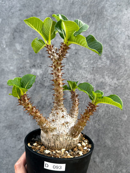 【現品限り】パキポディウム・ウィンゾリー 実生 大株【D93】 Pachypodium windsorii
