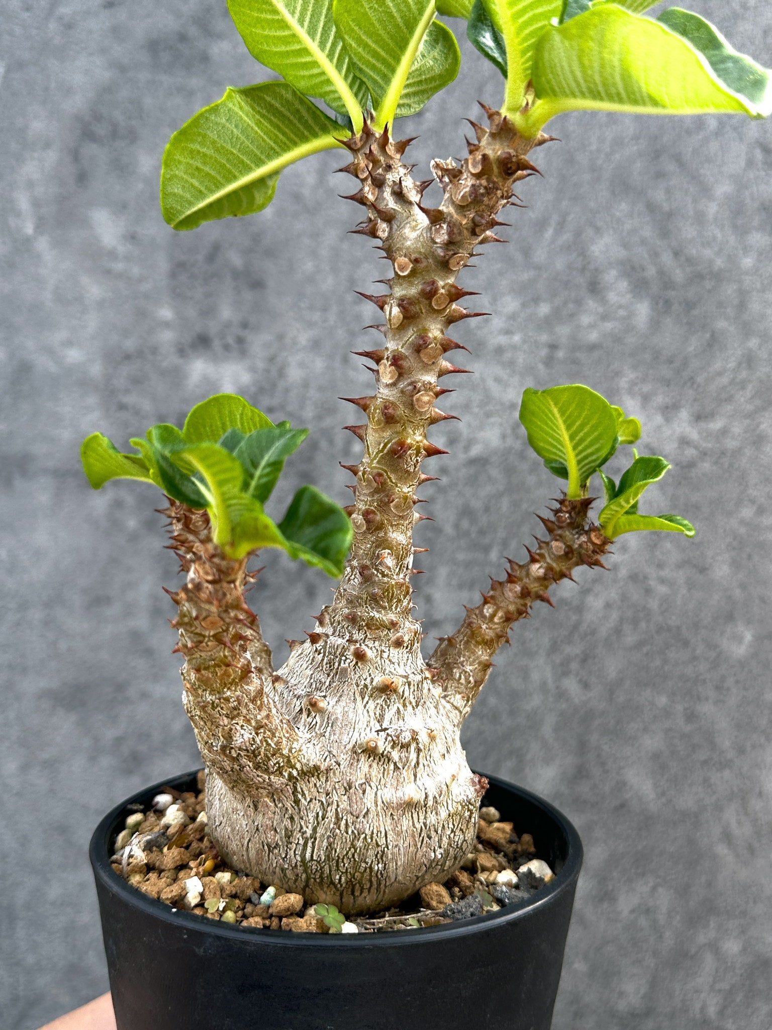 パキポディウム・ウィンゾリー 実生 大株【D93】 Pachypodium