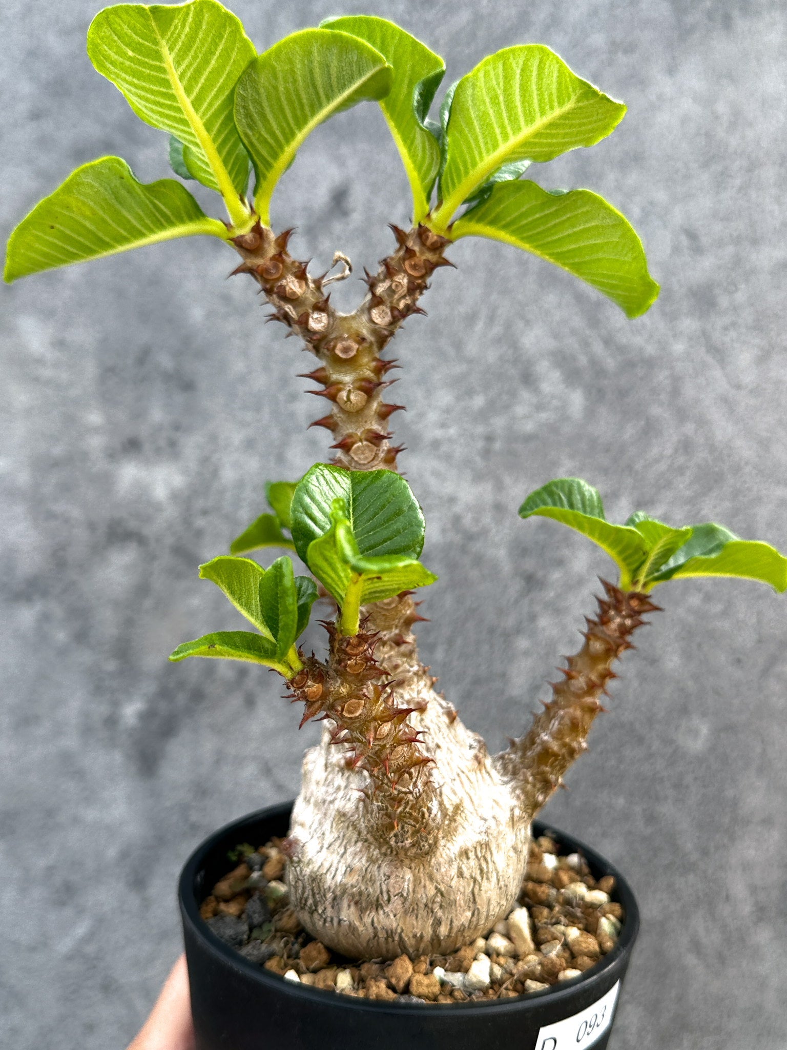 パキポディウム・ウィンゾリー 実生 大株【D93】 Pachypodium
