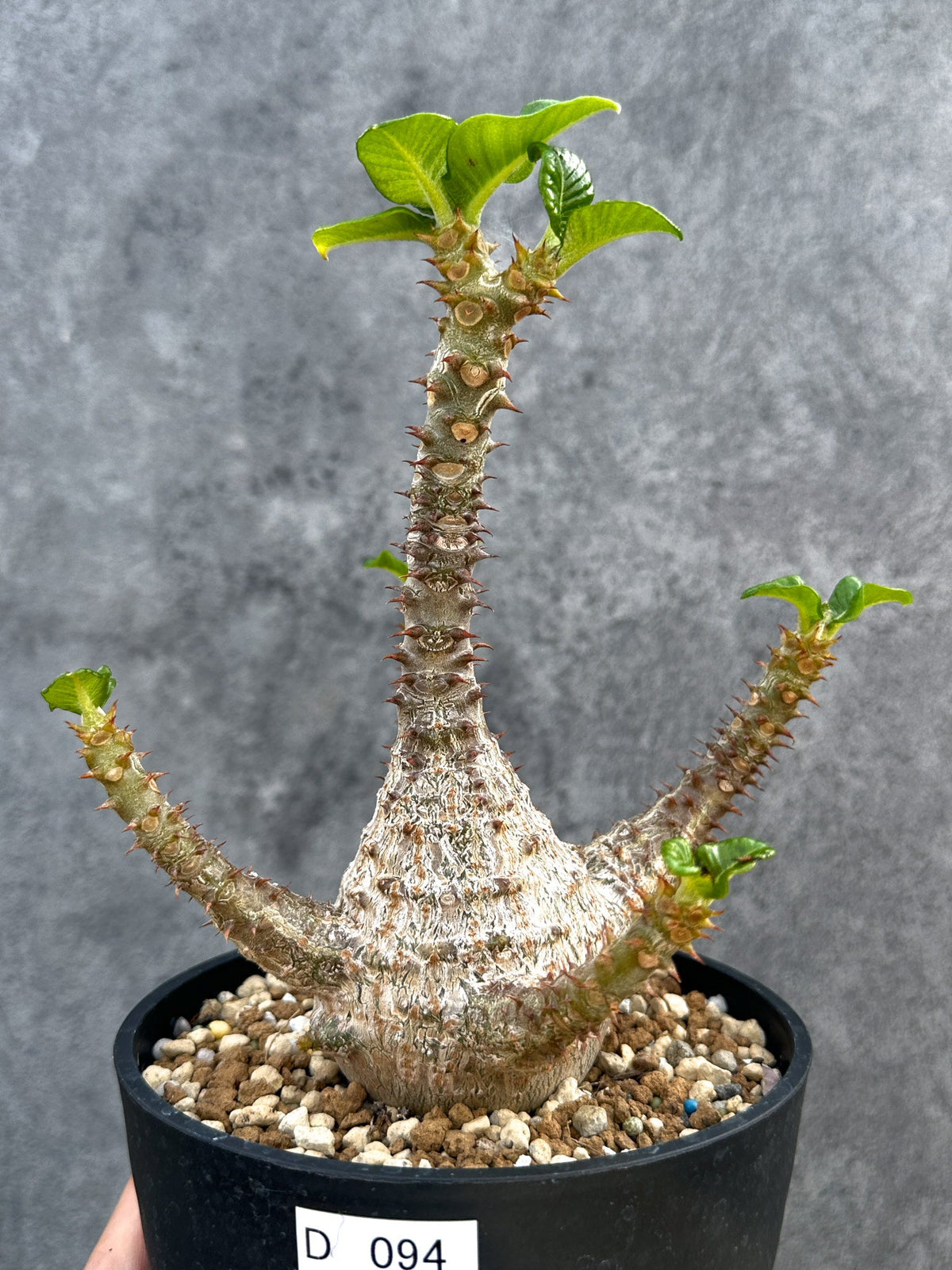 パキポディウム・ウィンゾリー 実生 大株【D94】 Pachypodium 