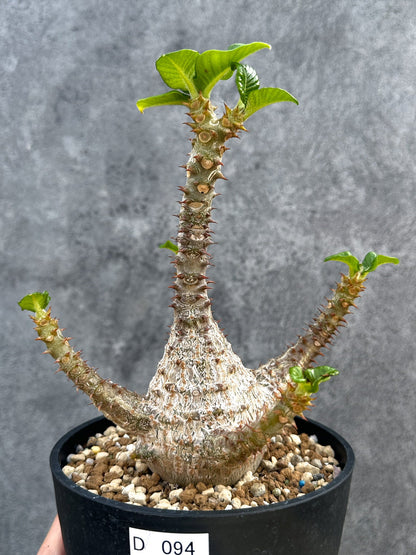 【現品限り】パキポディウム・ウィンゾリー 実生 大株【D94】 Pachypodium windsorii