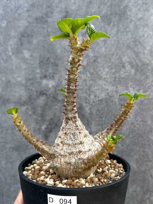 【現品限り】パキポディウム・ウィンゾリー 実生 大株【D94】 Pachypodium windsorii