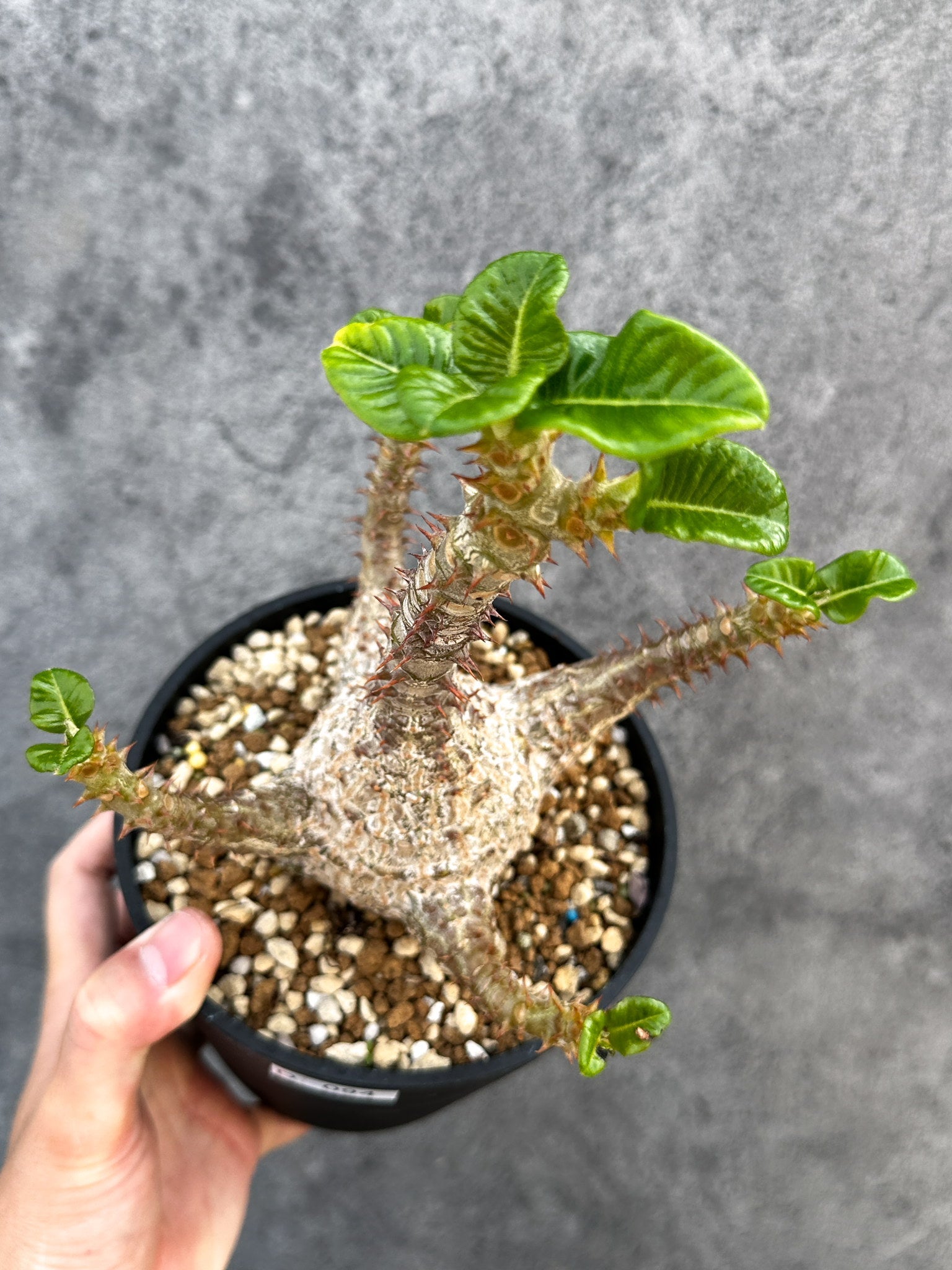 パキポディウム・ウィンゾリー 実生 大株【D94】 Pachypodium