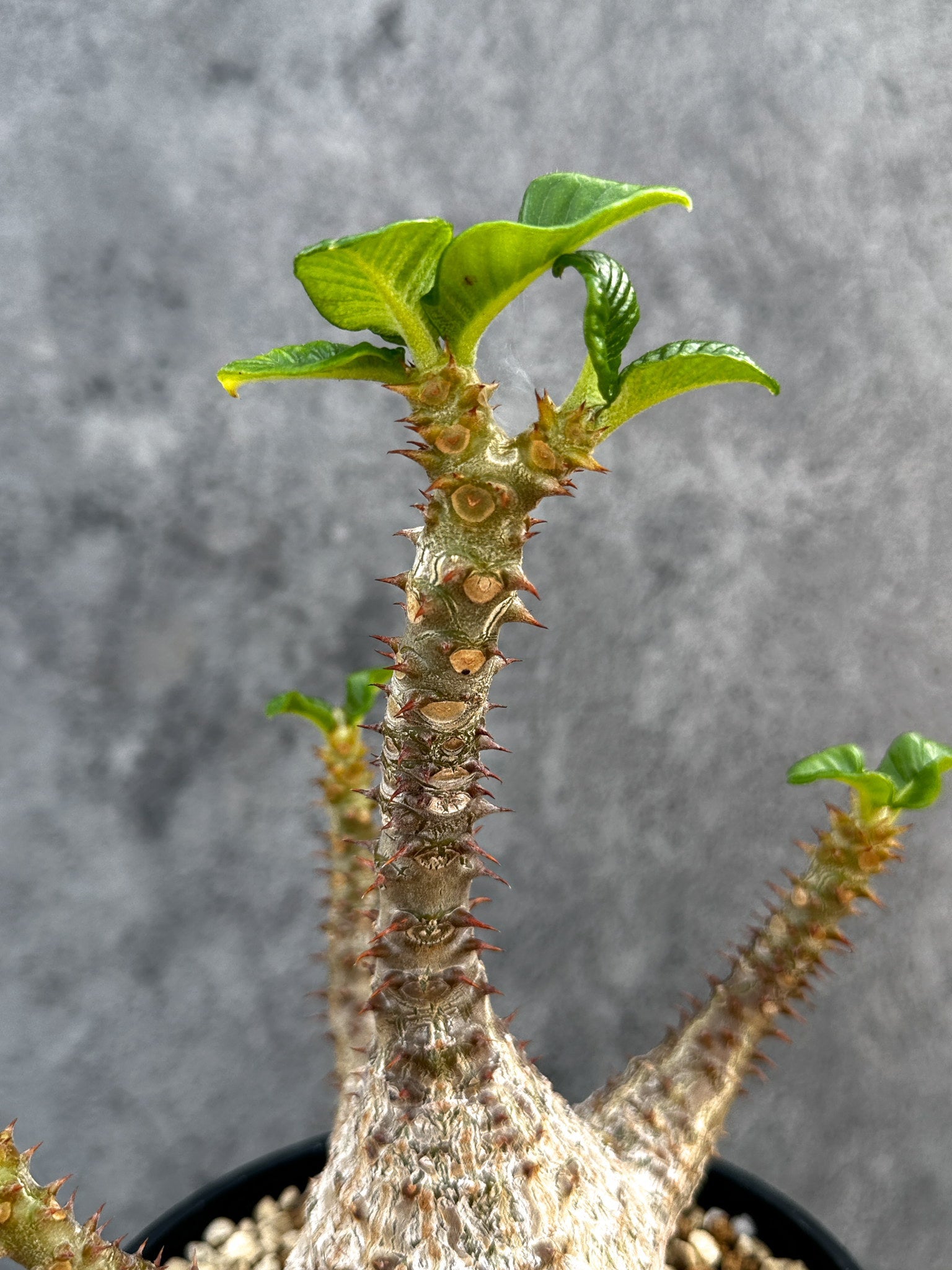 パキポディウム・ウィンゾリー 実生 大株【D94】 Pachypodium