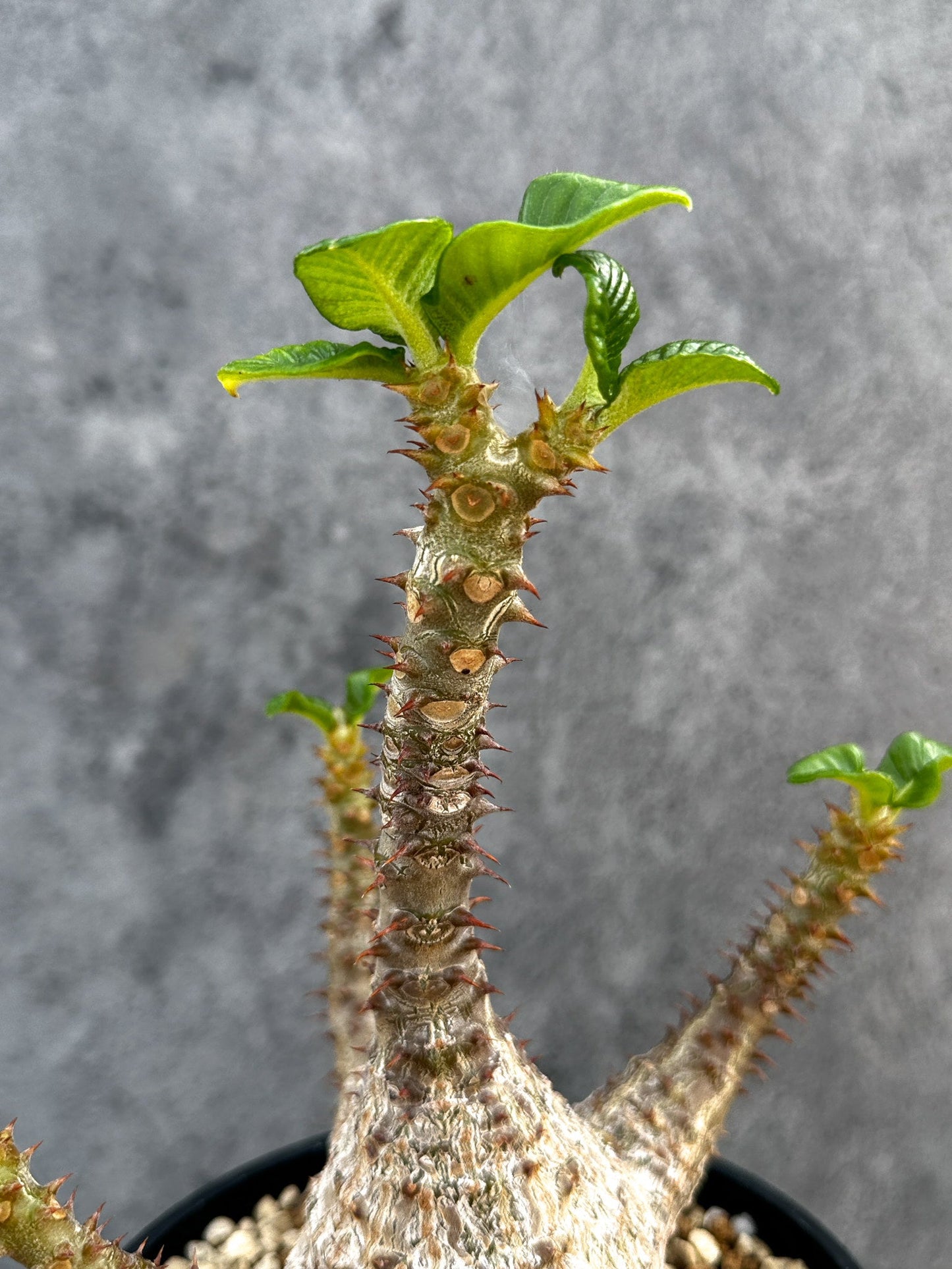 【現品限り】パキポディウム・ウィンゾリー 実生 大株【D94】 Pachypodium windsorii