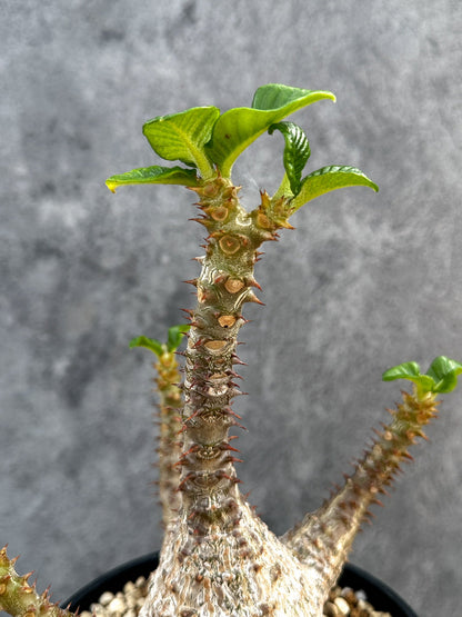 【現品限り】パキポディウム・ウィンゾリー 実生 大株【D94】 Pachypodium windsorii
