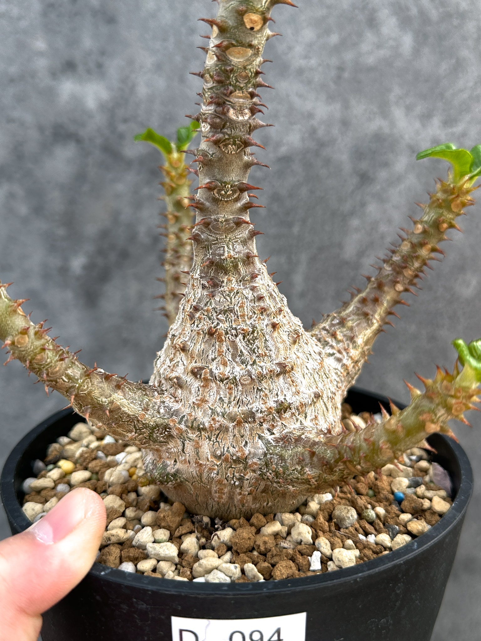 パキポディウム・ウィンゾリー 実生 大株【D94】 Pachypodium