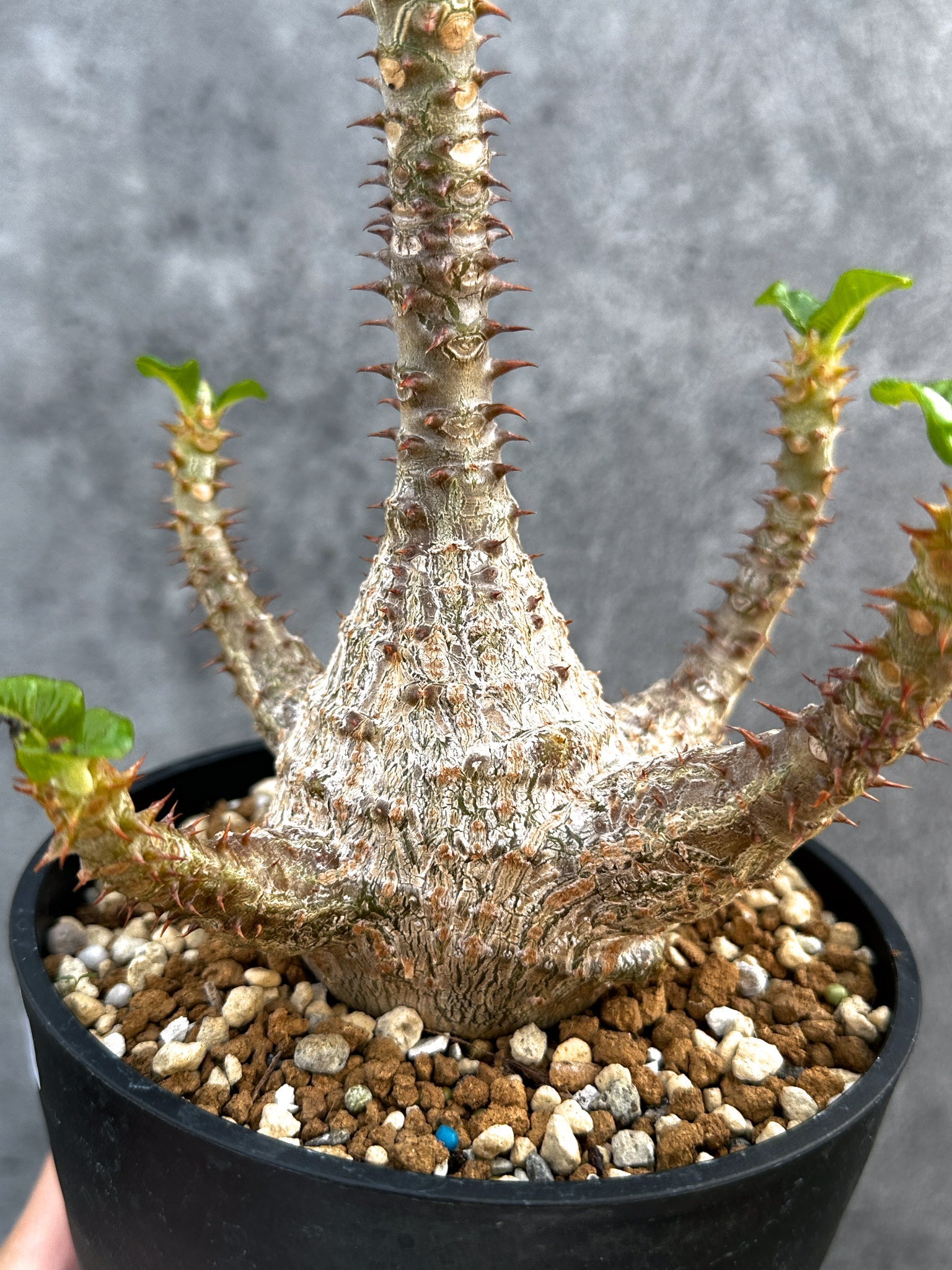 パキポディウム・ウィンゾリー 実生 大株【D94】 Pachypodium
