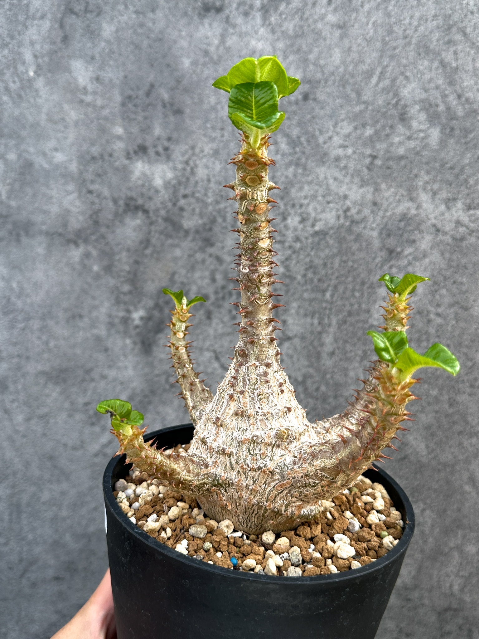 パキポディウム・ウィンゾリー 実生 大株【D94】 Pachypodium