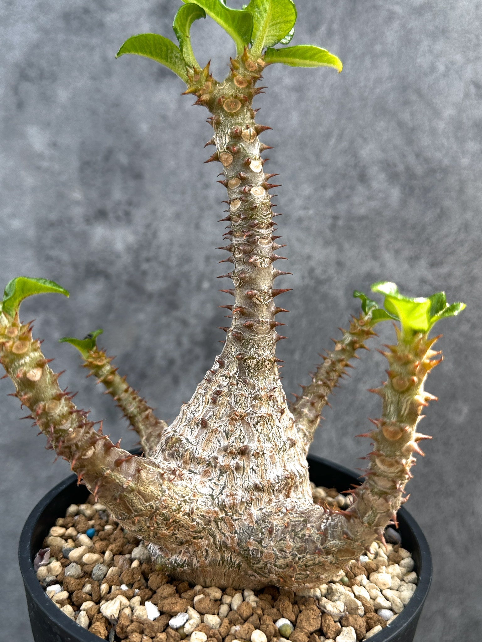 パキポディウム・ウィンゾリー 実生 大株【D94】 Pachypodium