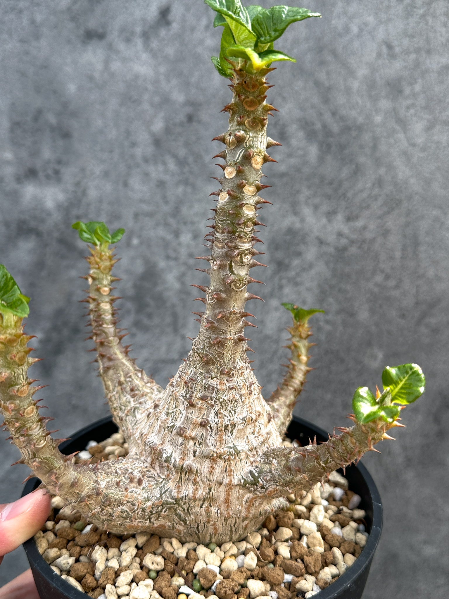 パキポディウム・ウィンゾリー 実生 大株【D94】 Pachypodium