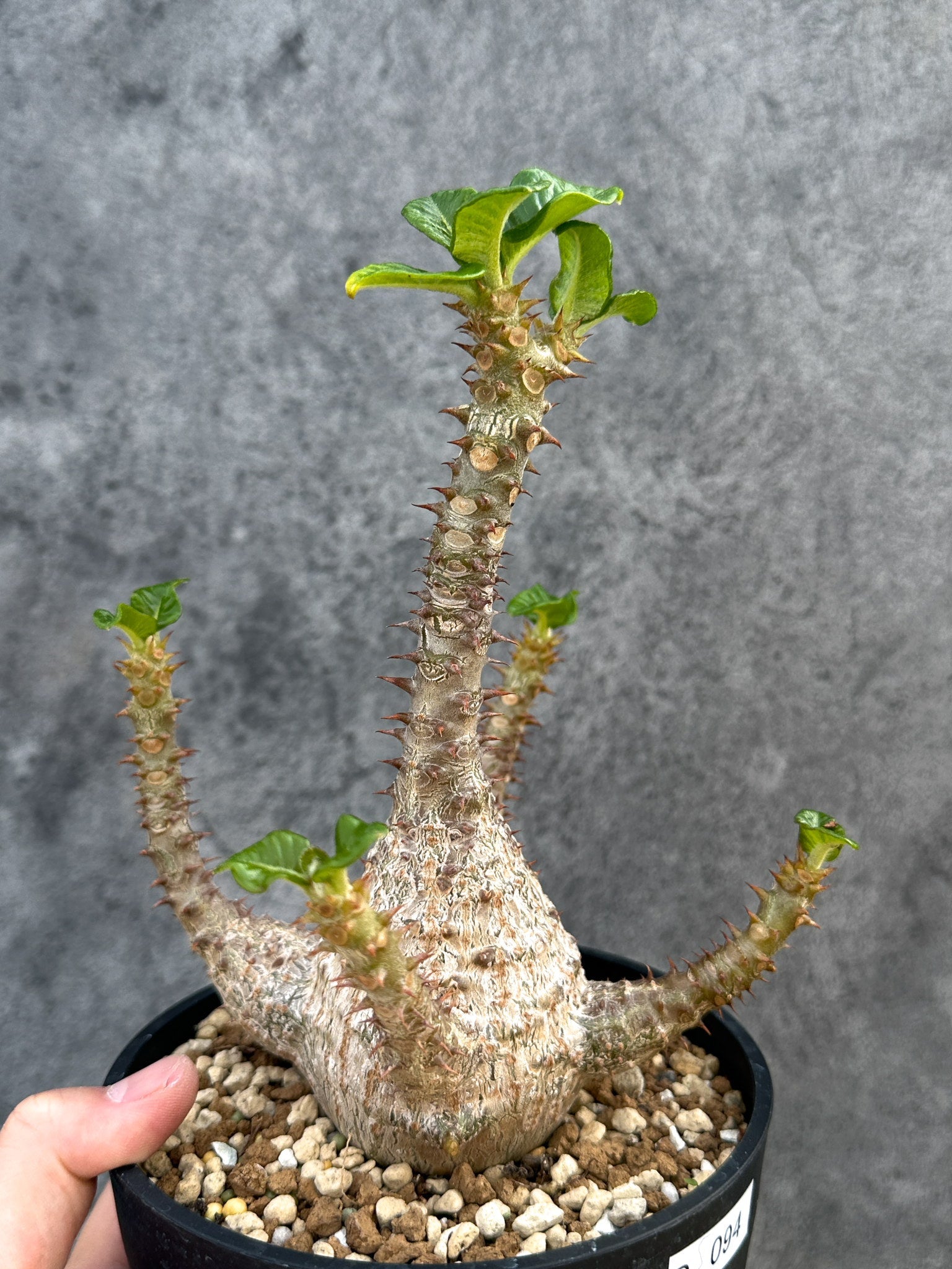 パキポディウム・ウィンゾリー 実生 大株【D94】 Pachypodium