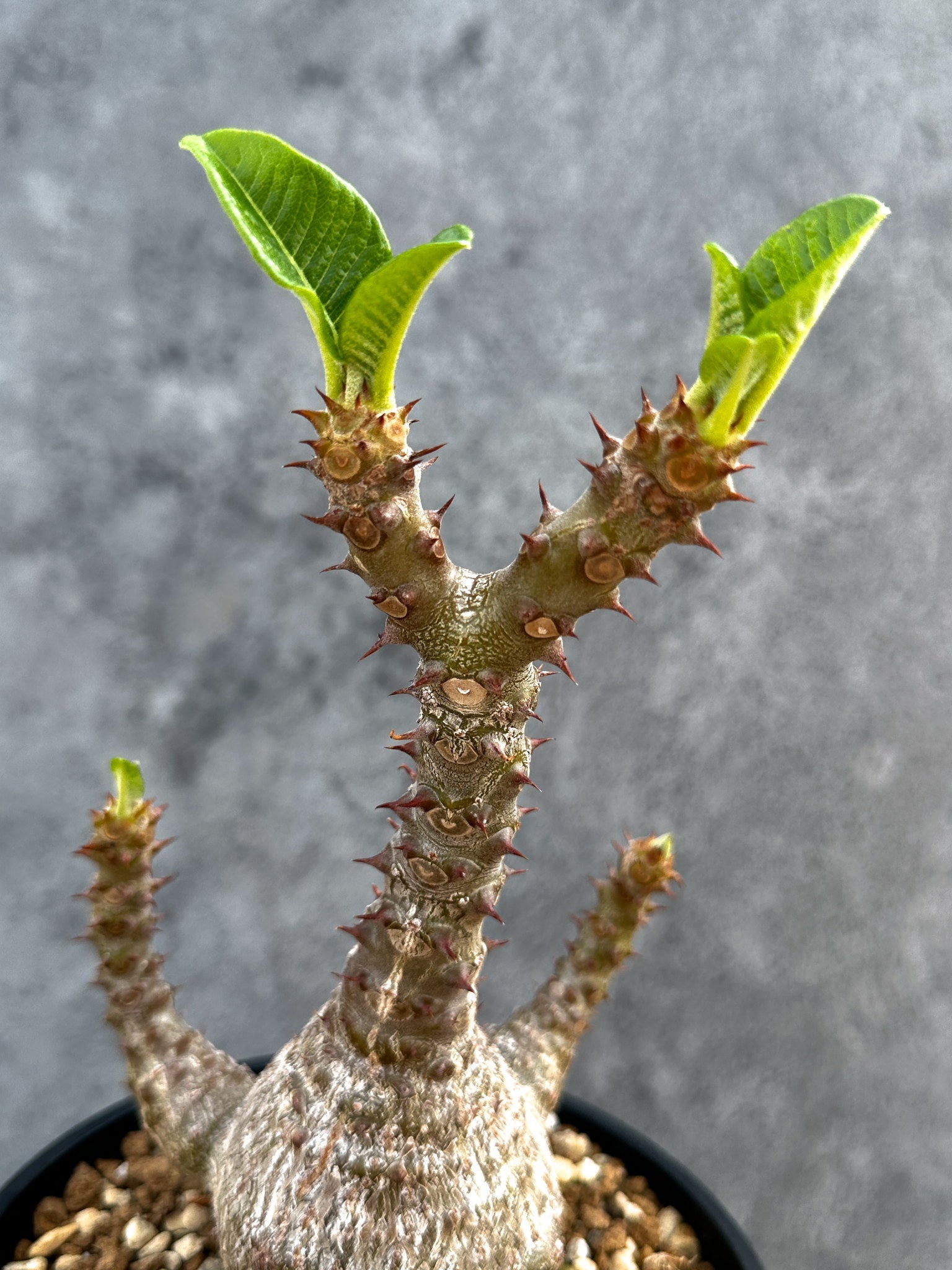 パキポディウム・ウィンゾリー 実生 大株【D95】 Pachypodium