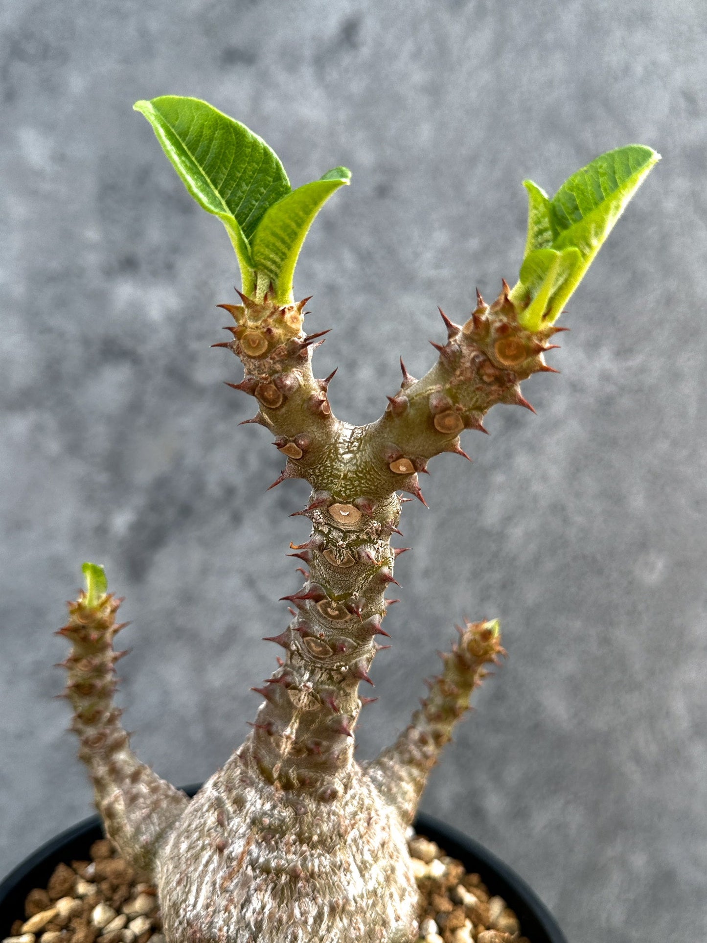 【現品限り】パキポディウム・ウィンゾリー 実生 大株【D95】 Pachypodium windsorii