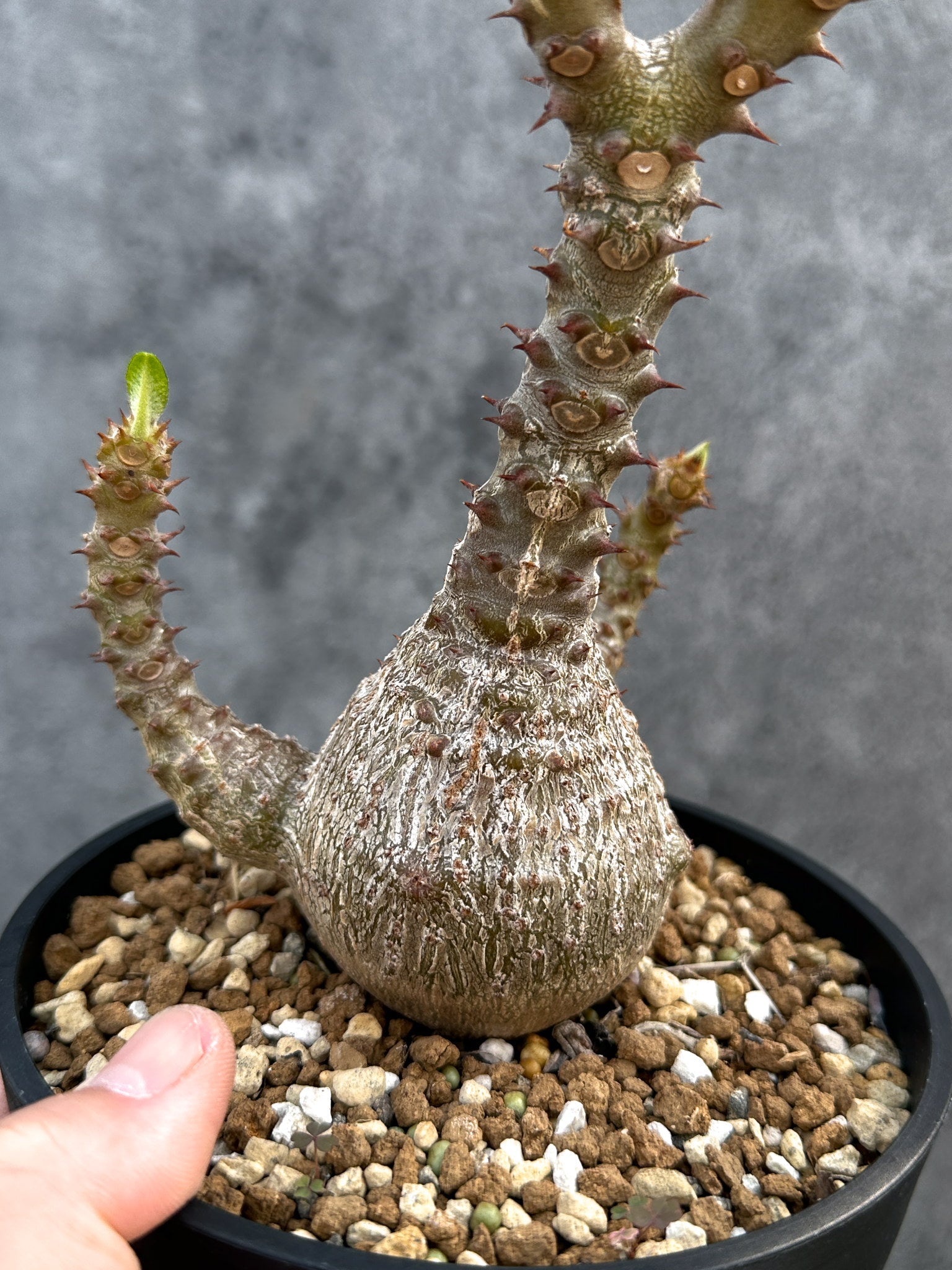 パキポディウム・ウィンゾリー 実生 大株【D95】 Pachypodium