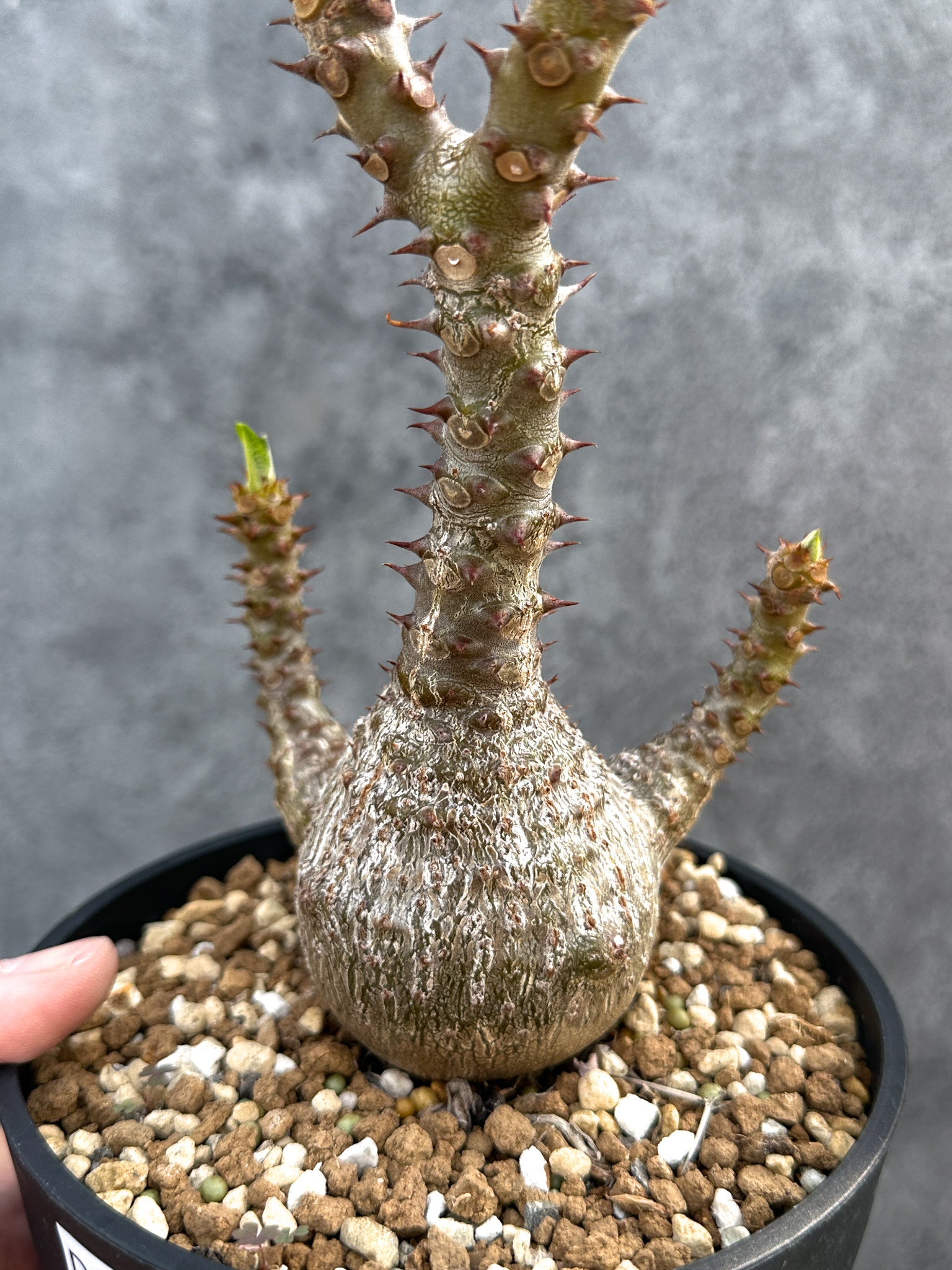 パキポディウム・ウィンゾリー 実生 大株【D95】 Pachypodium