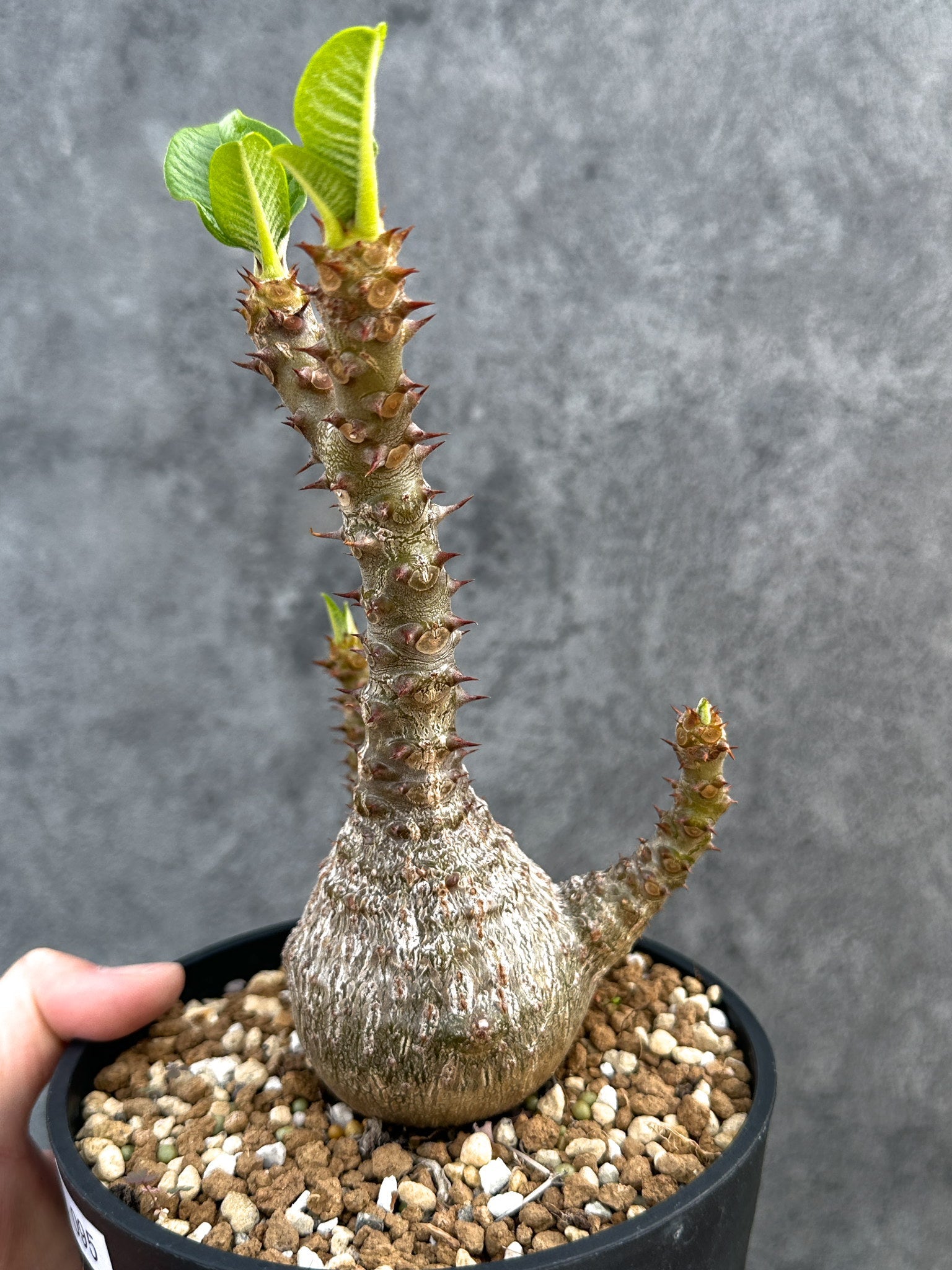 パキポディウム・ウィンゾリー 実生 大株【D95】 Pachypodium