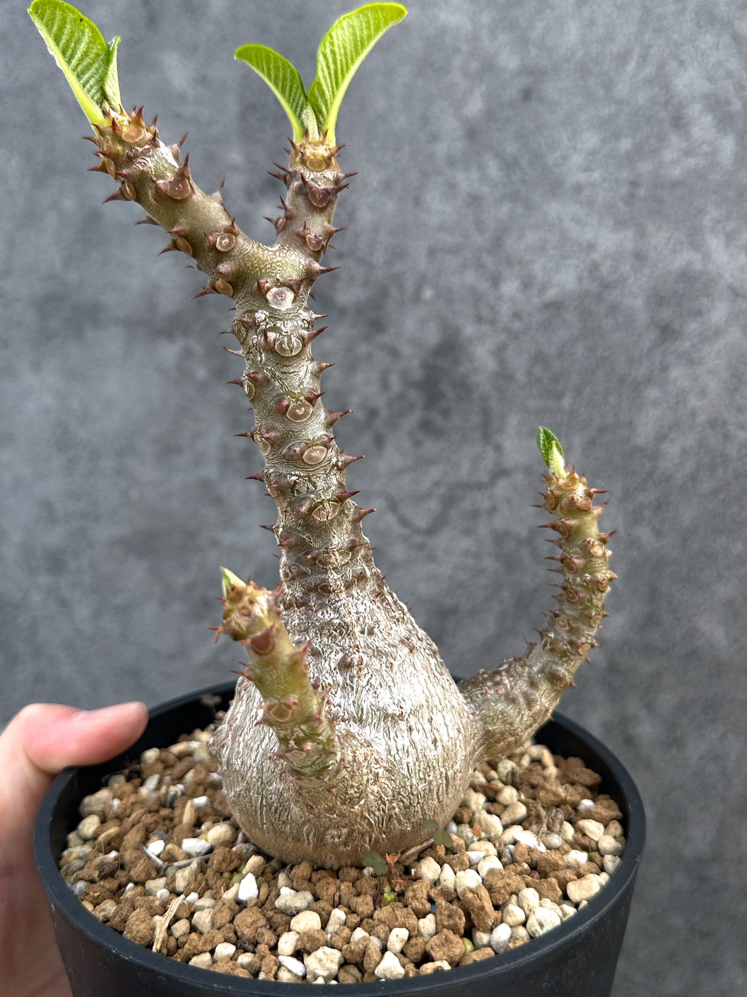 パキポディウム・ウィンゾリー 実生 大株【D95】 Pachypodium