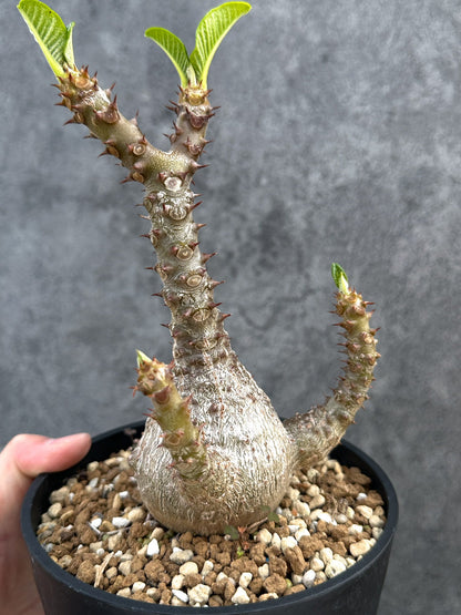 【現品限り】パキポディウム・ウィンゾリー 実生 大株【D95】 Pachypodium windsorii