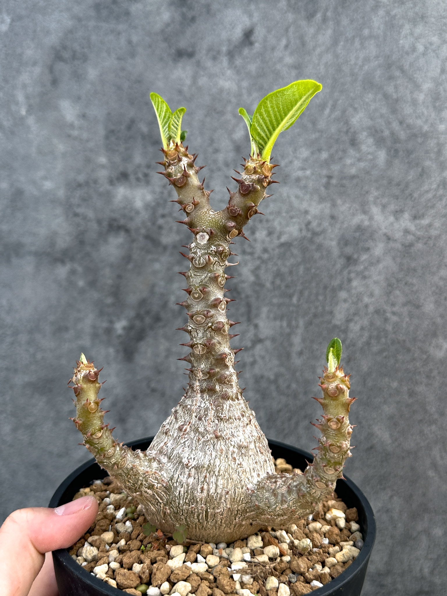 パキポディウム・ウィンゾリー 実生 大株【D95】 Pachypodium