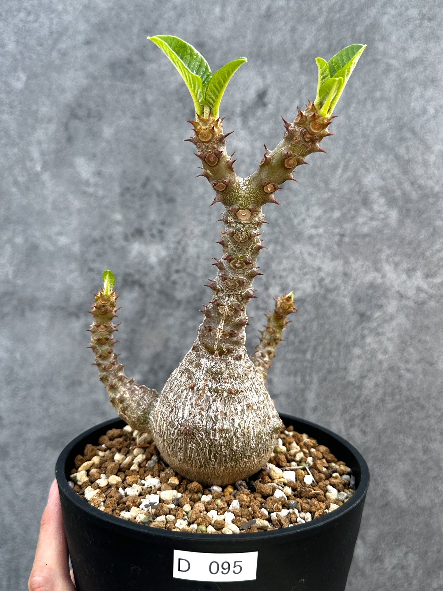 【現品限り】パキポディウム・ウィンゾリー 実生 大株【D95】 Pachypodium windsorii