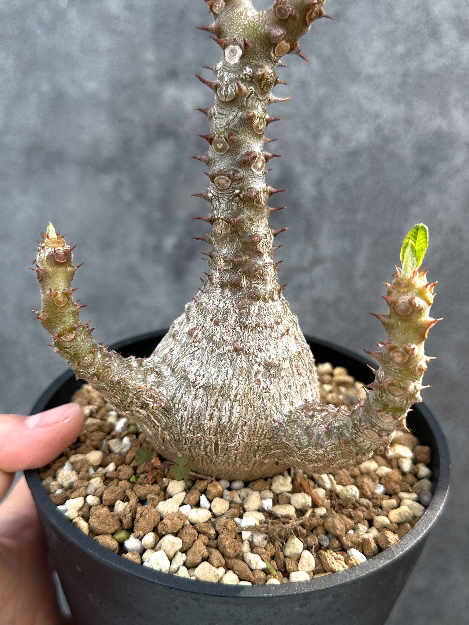 パキポディウム・ウィンゾリー 実生 大株【D95】 Pachypodium