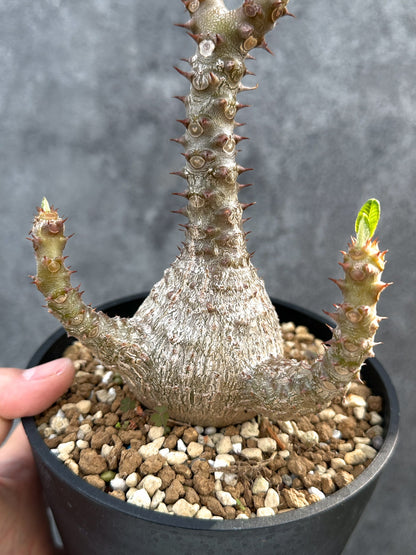 【現品限り】パキポディウム・ウィンゾリー 実生 大株【D95】 Pachypodium windsorii