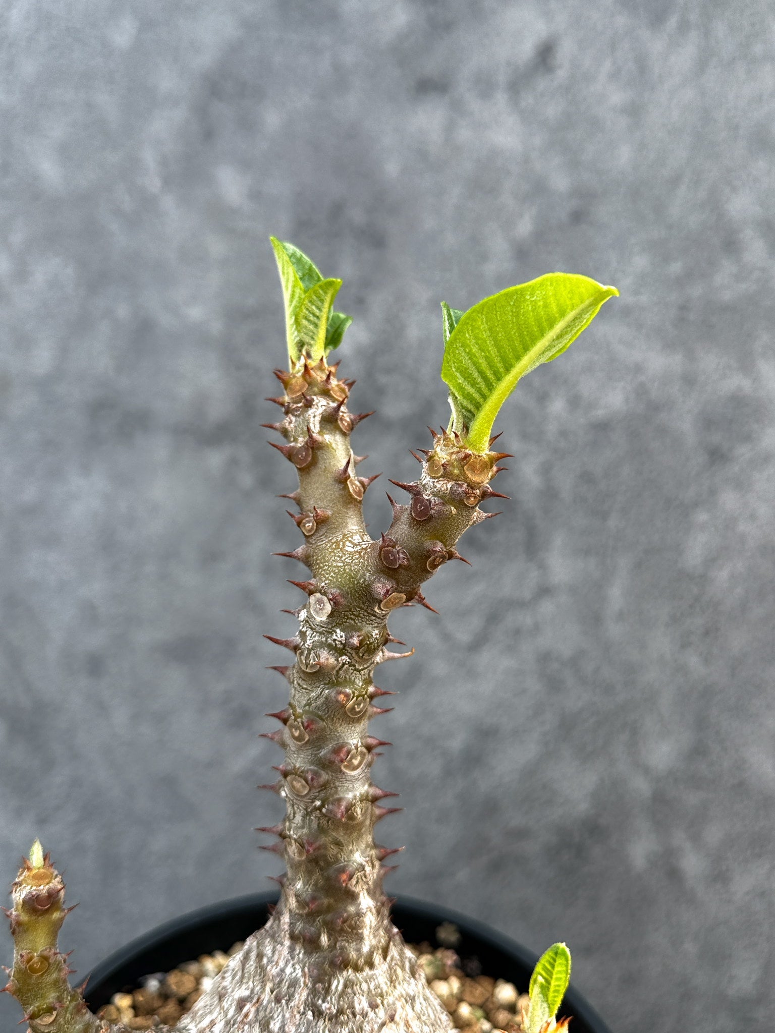 パキポディウム・ウィンゾリー 実生 大株【D95】 Pachypodium