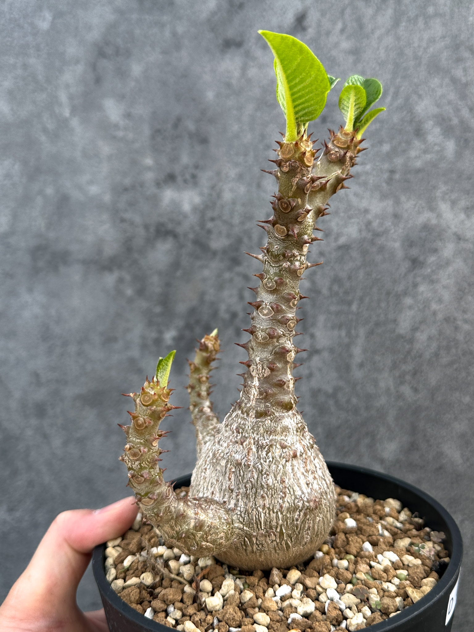 パキポディウム・ウィンゾリー 実生 大株【D95】 Pachypodium