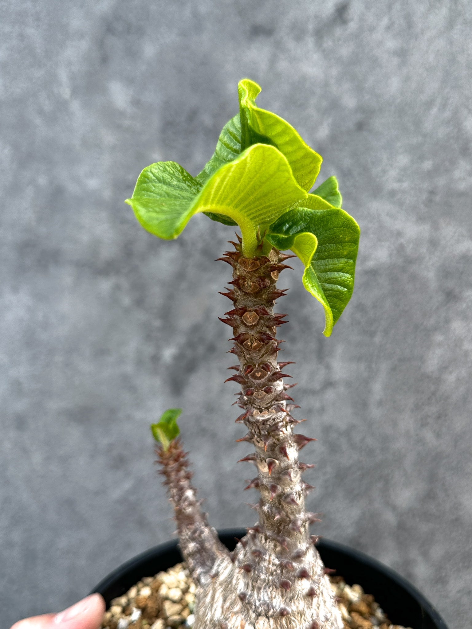 パキポディウム・ウィンゾリー 実生 大株【D96】 Pachypodium