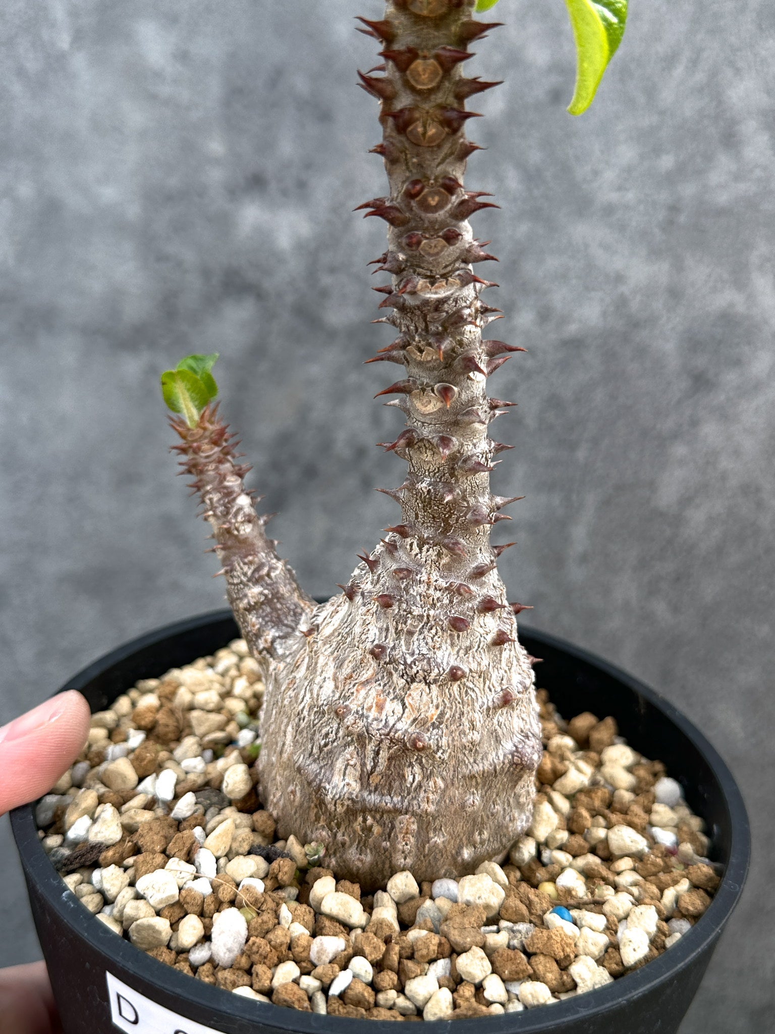 パキポディウム・ウィンゾリー 実生 大株【D96】 Pachypodium