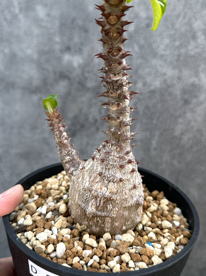 【現品限り】パキポディウム・ウィンゾリー 実生 大株【D96】 Pachypodium windsorii