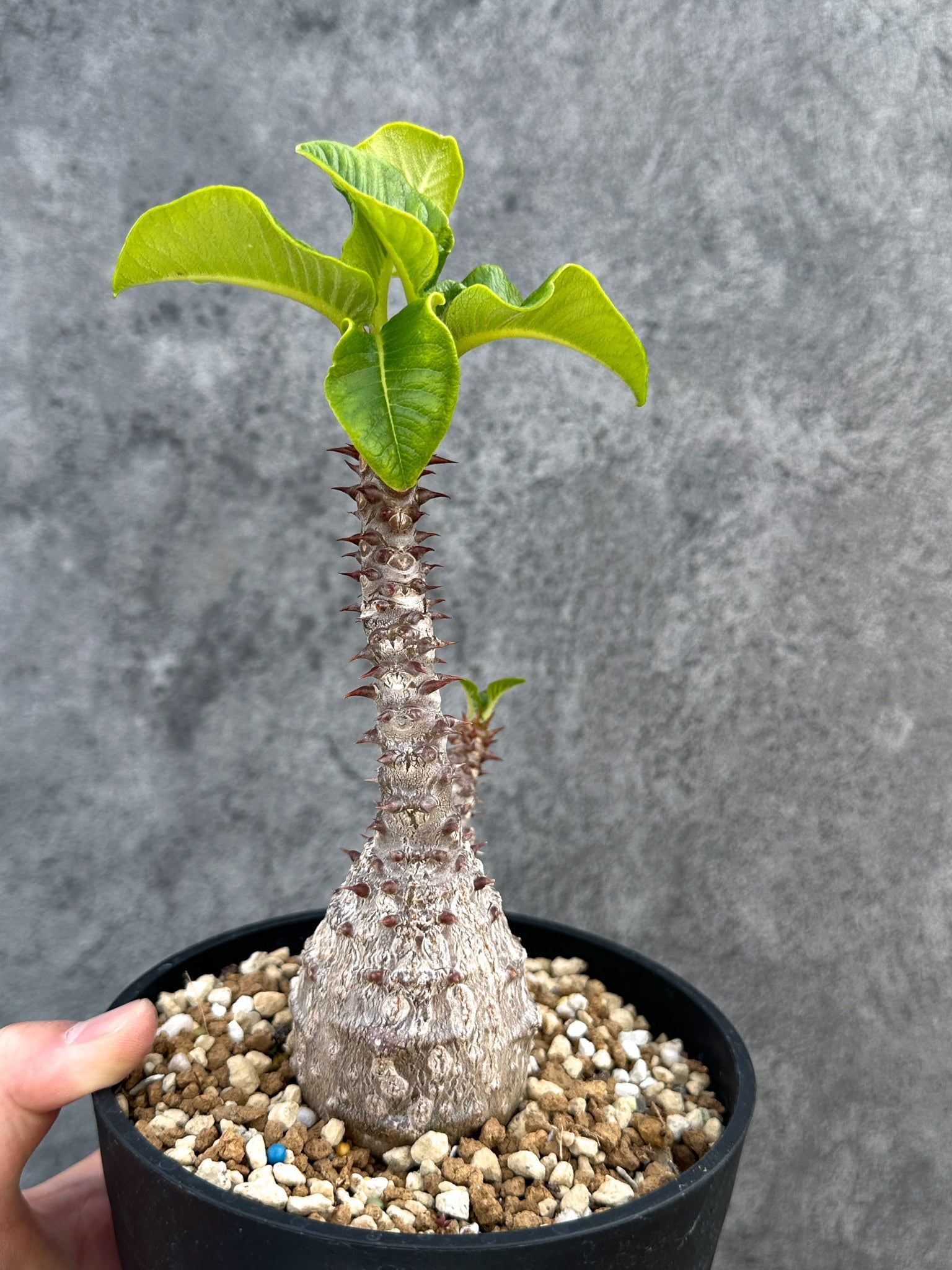 パキポディウム・ウィンゾリー 実生 大株【D96】 Pachypodium