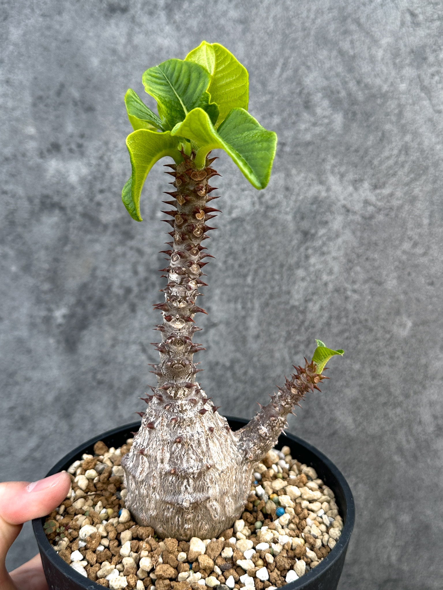 パキポディウム・ウィンゾリー 実生 大株【D96】 Pachypodium