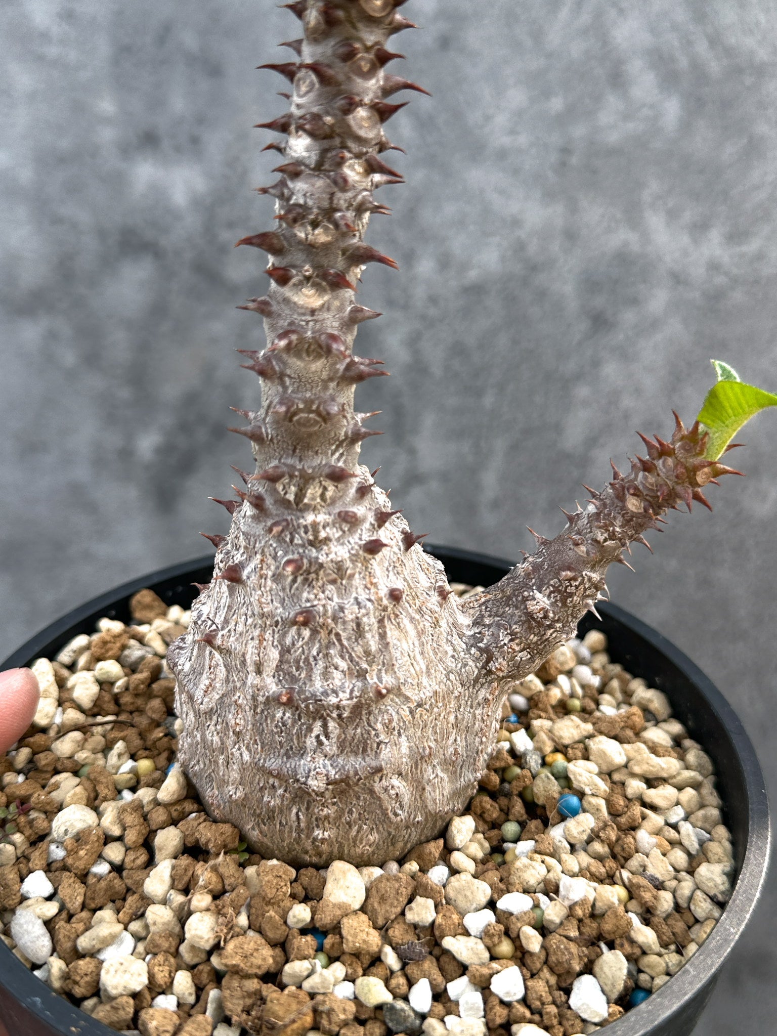 パキポディウム・ウィンゾリー 実生 大株【D96】 Pachypodium