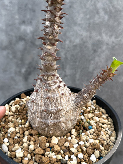 【現品限り】パキポディウム・ウィンゾリー 実生 大株【D96】 Pachypodium windsorii