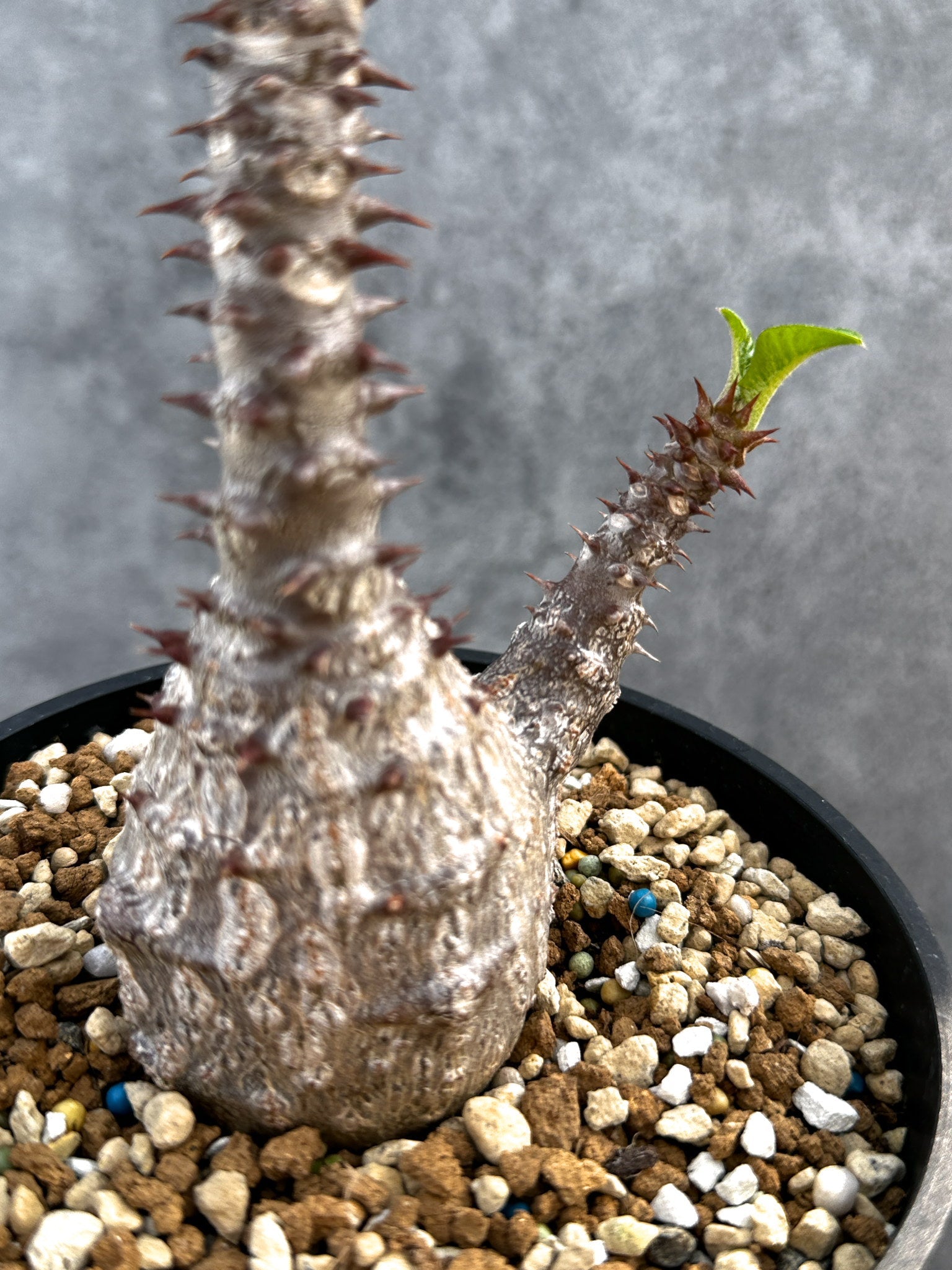 パキポディウム・ウィンゾリー 実生 大株【D96】 Pachypodium