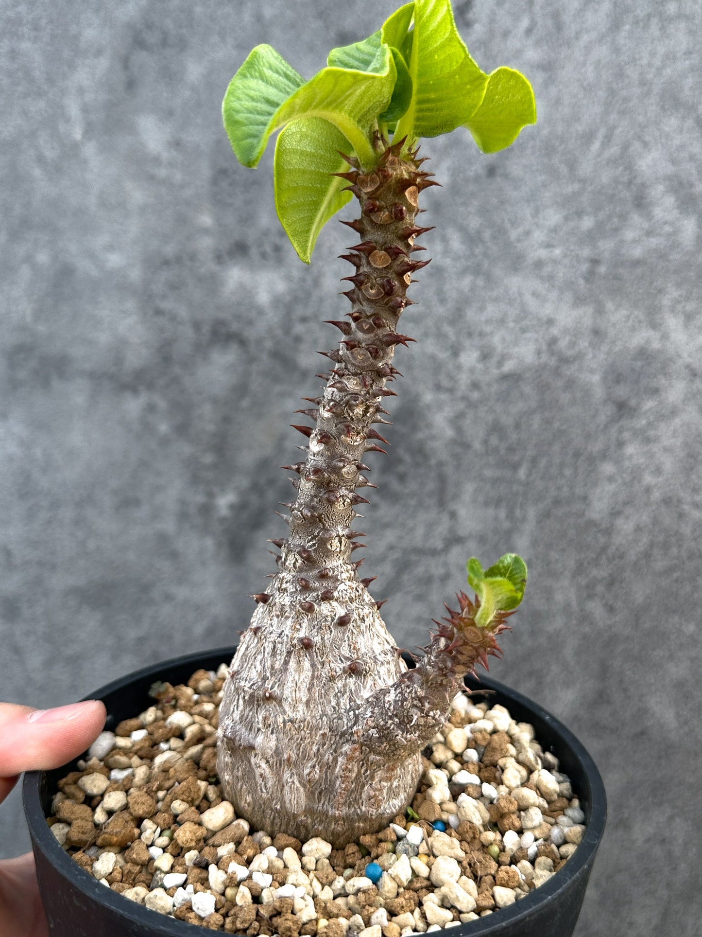 【現品限り】パキポディウム・ウィンゾリー 実生 大株【D96】 Pachypodium windsorii