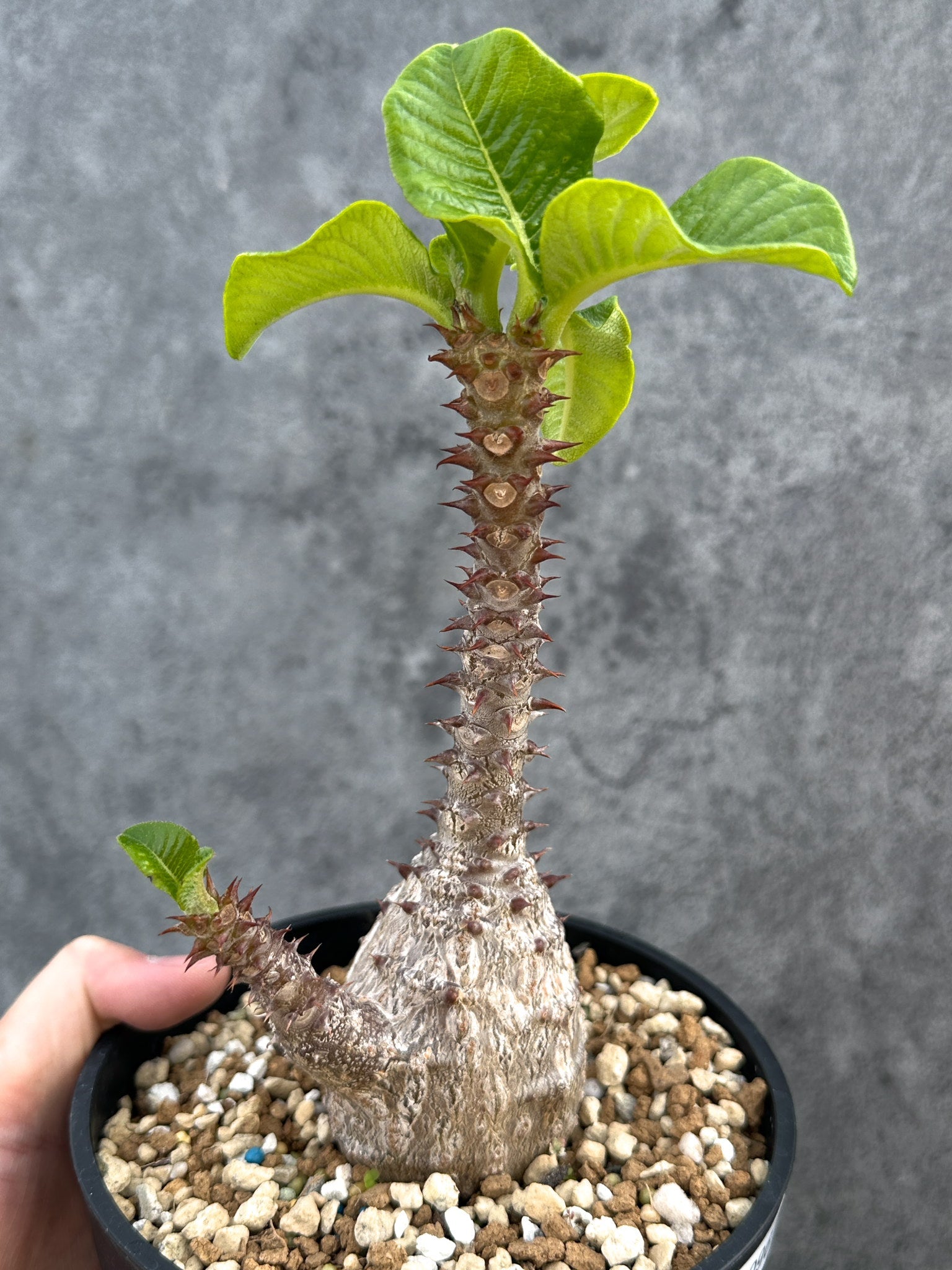 パキポディウム・ウィンゾリー 実生 大株【D96】 Pachypodium