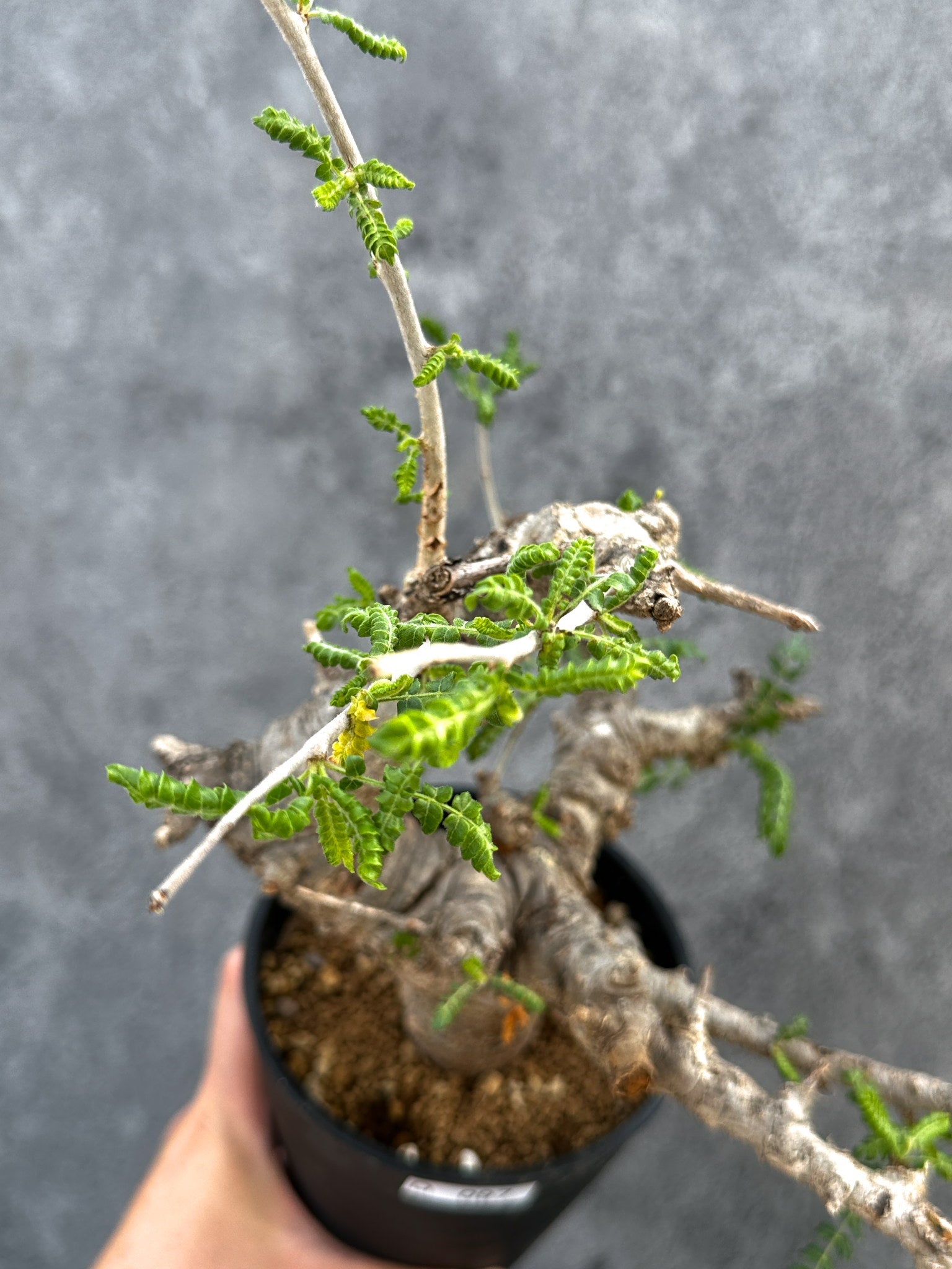 ボスウェリア・ネグレクタ 現地株【D97】 Boswellia neglecta 塊根植物