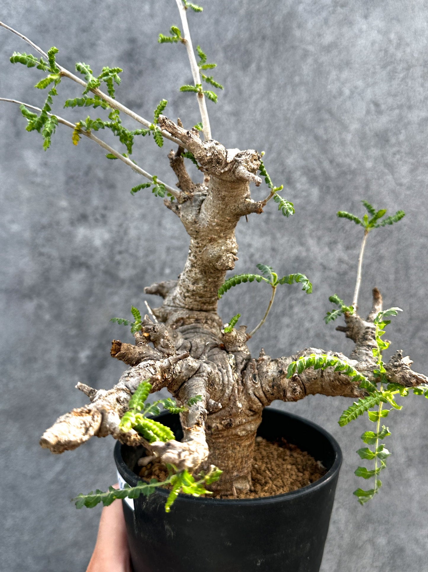 【現品限り】ボスウェリア・ネグレクタ 現地株【D97】 Boswellia neglecta